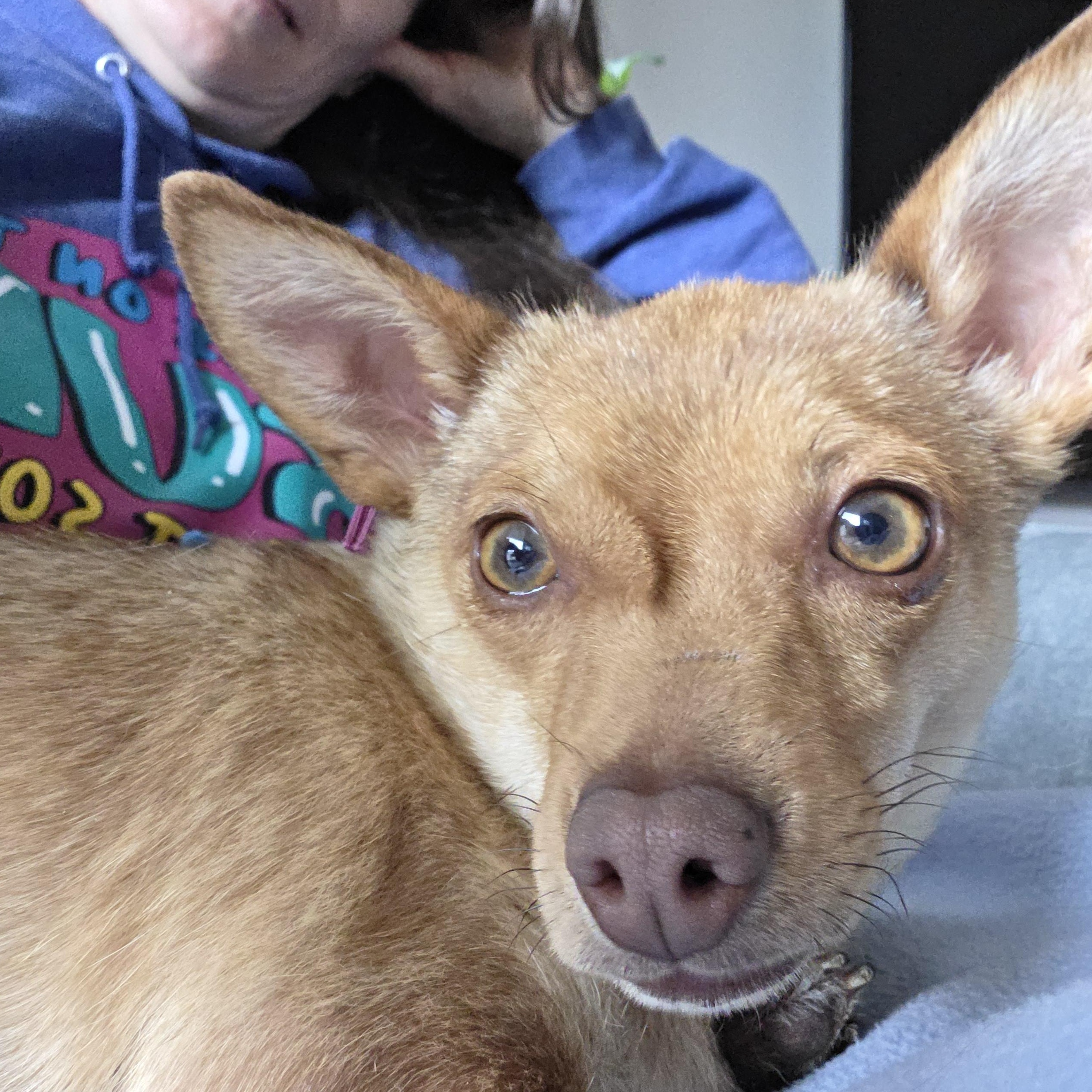 Honeybee, an adopted mixed breed in Seattle, WA image 3/5