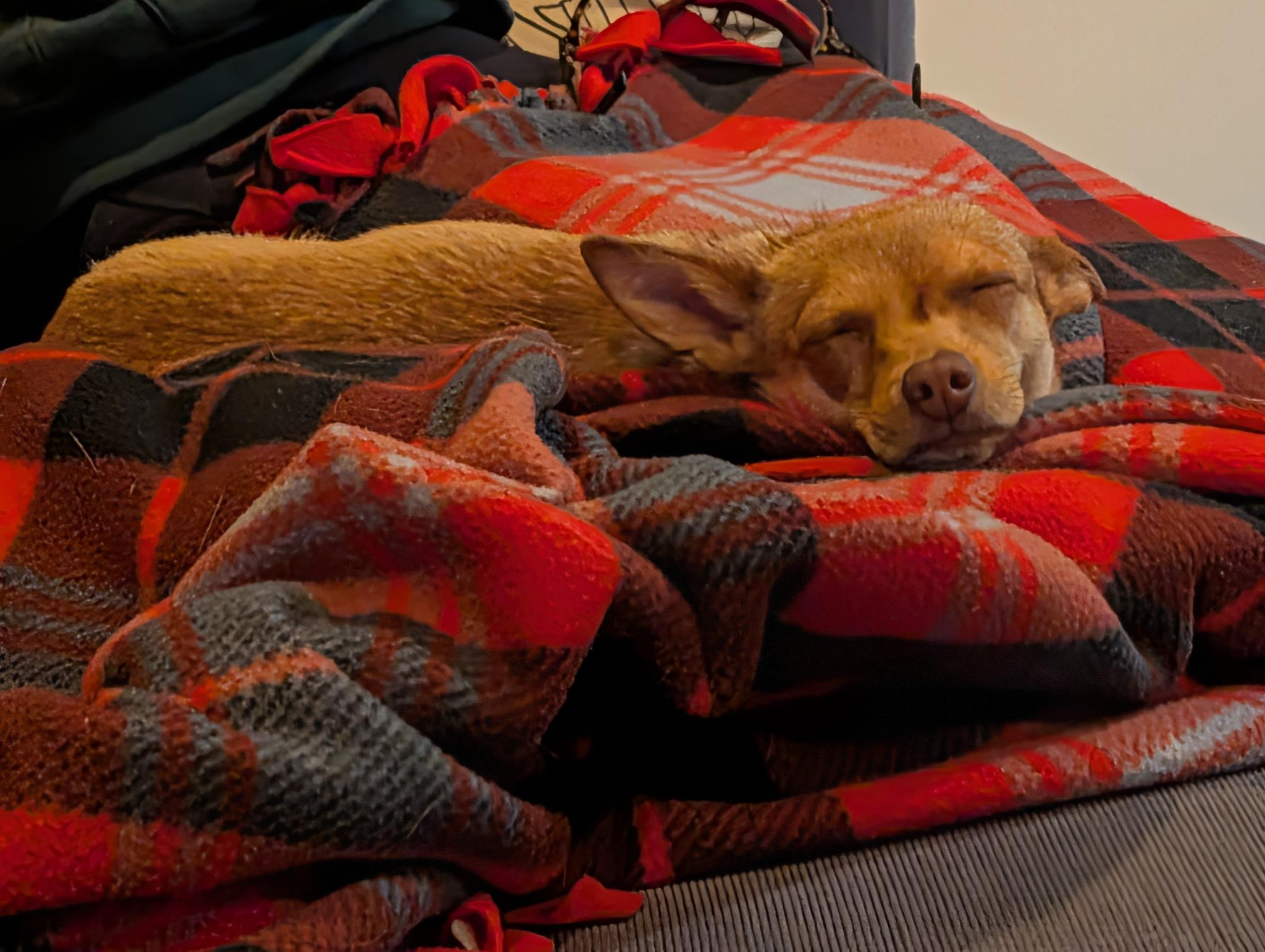 Honeybee, an adopted mixed breed in Seattle, WA image 2/5