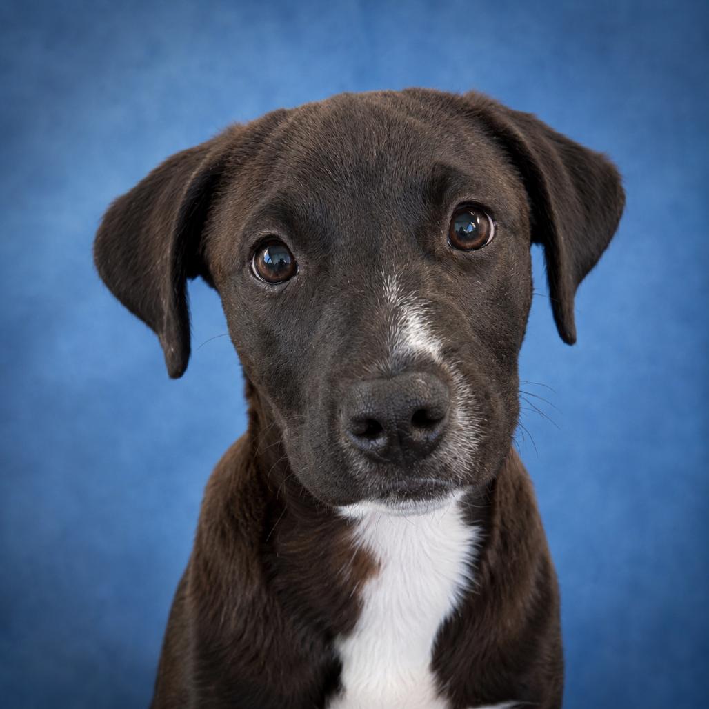 Ross, Adoptable, Puppy Male Mixed Breed.