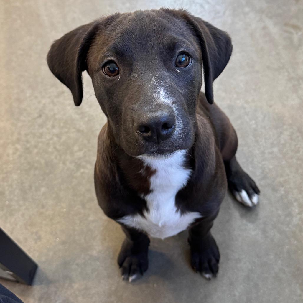 Enlarge Ross, a Adoptable Mixed Breed in Mankato, MN image 2/2