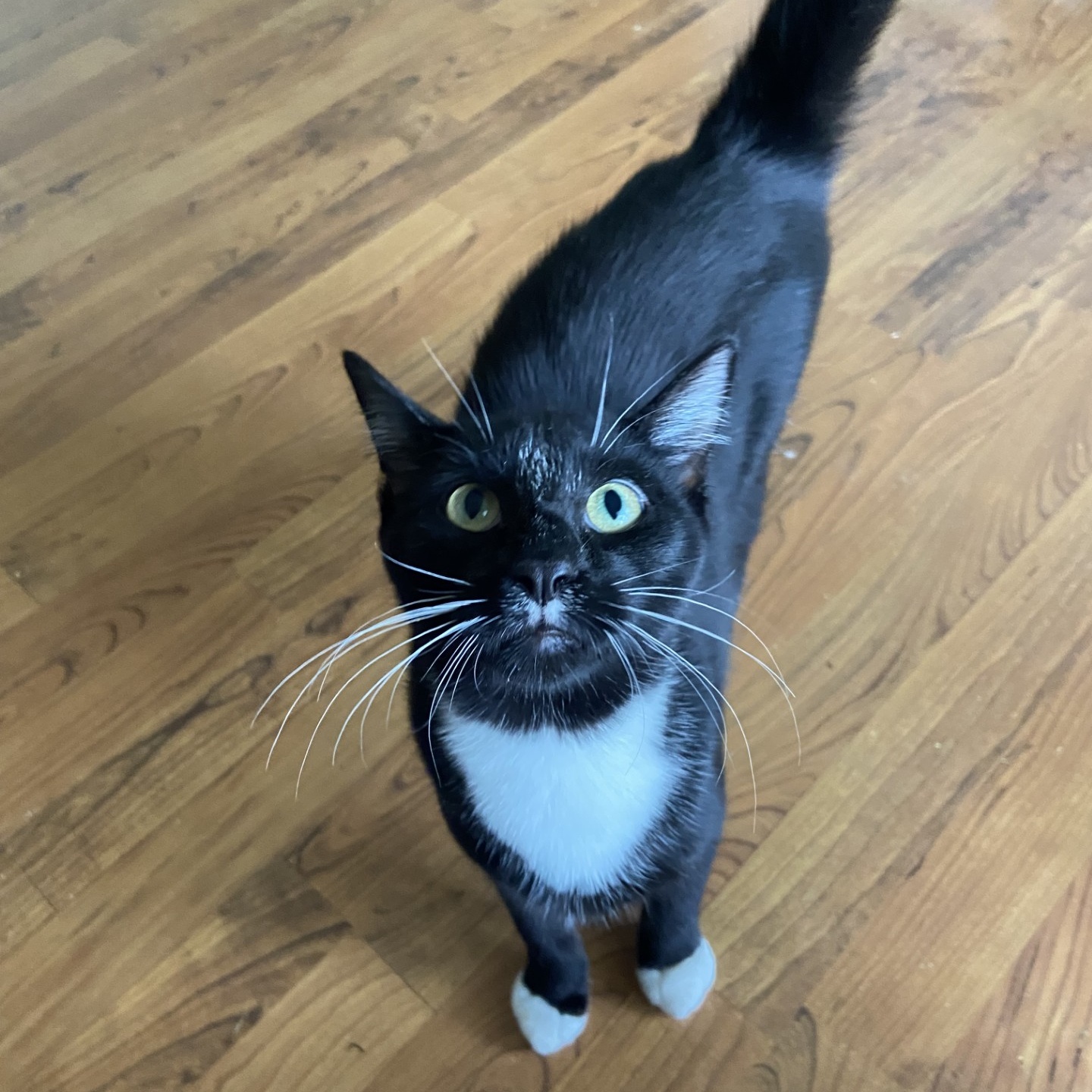 Mo, Adoptable, Young Male Domestic Short Hair.