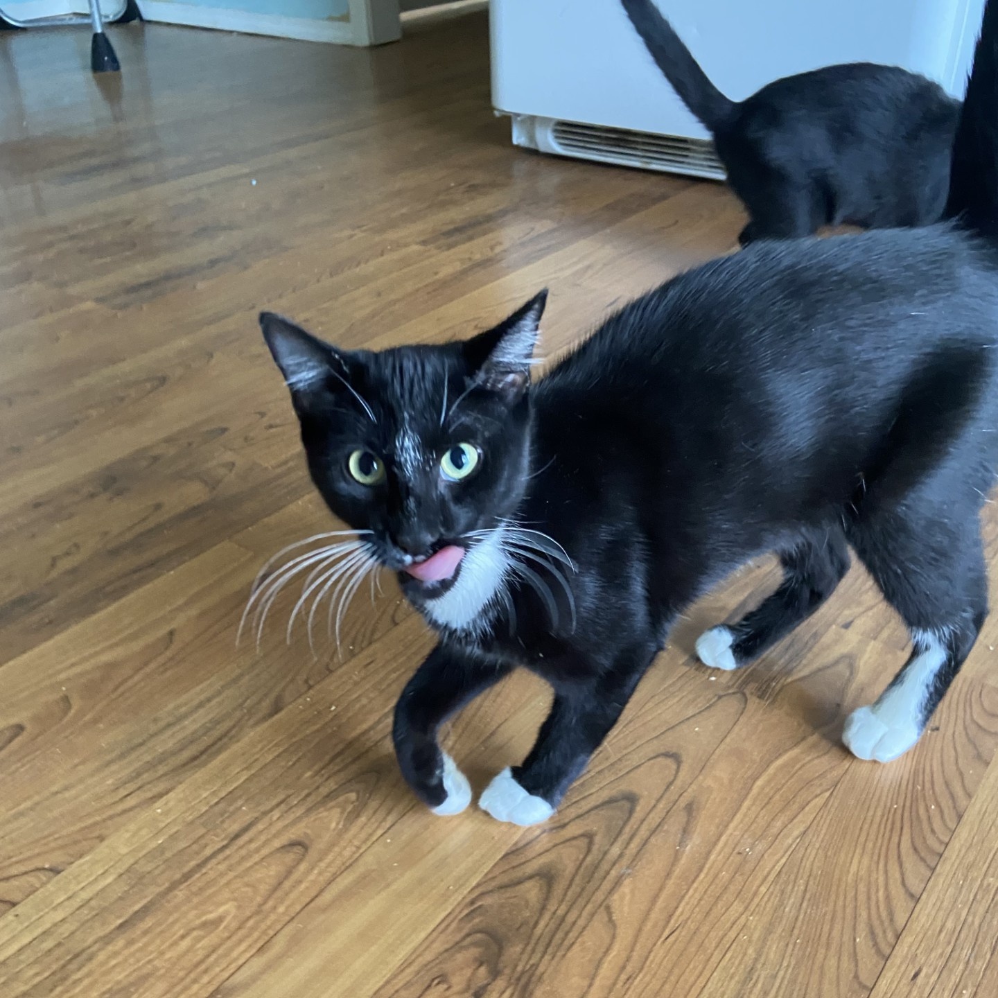 Mo, a Adoptable Domestic Short Hair in Springdale, AR image 3/3