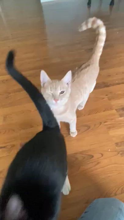 Enlarge Mo, a Adoptable Domestic Short Hair in Springdale, AR video 2/3