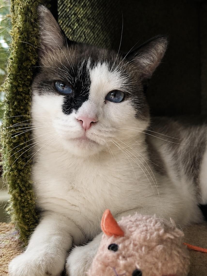 Lulu Jones, Adoptable, Adult Female Snowshoe & Siamese.