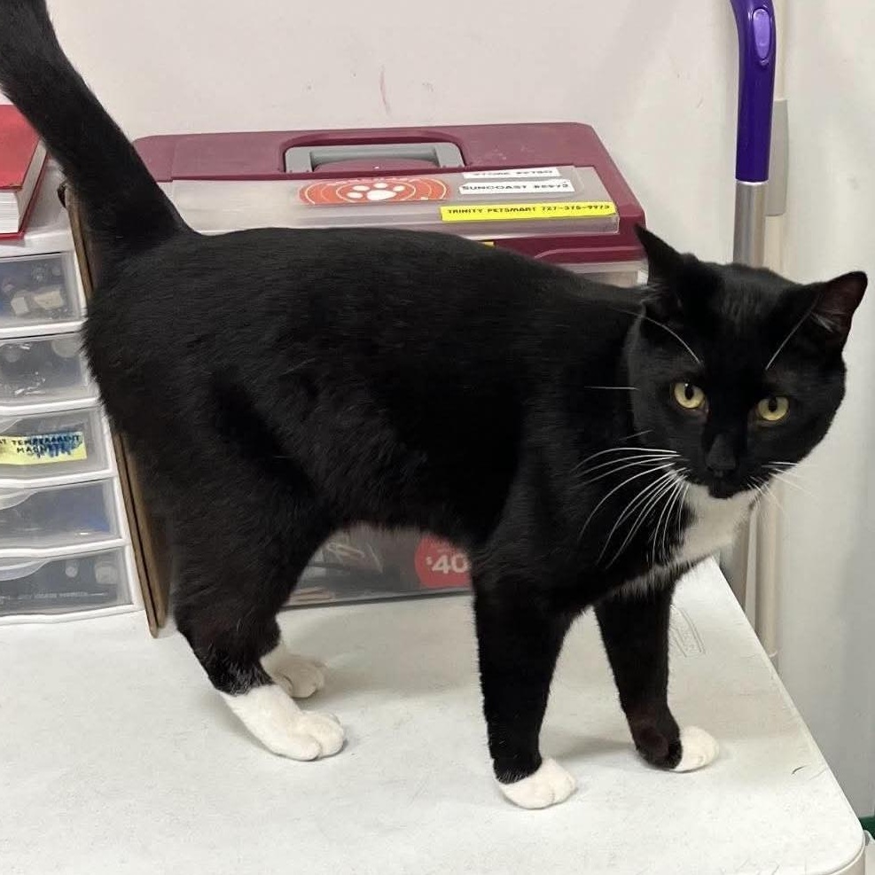 Rocket, Adoptable, Adult Male Domestic Short Hair.