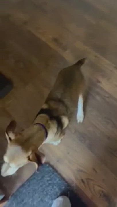 Enlarge Greco, a Adopted mixed breed in Calgary, AB video 5/9