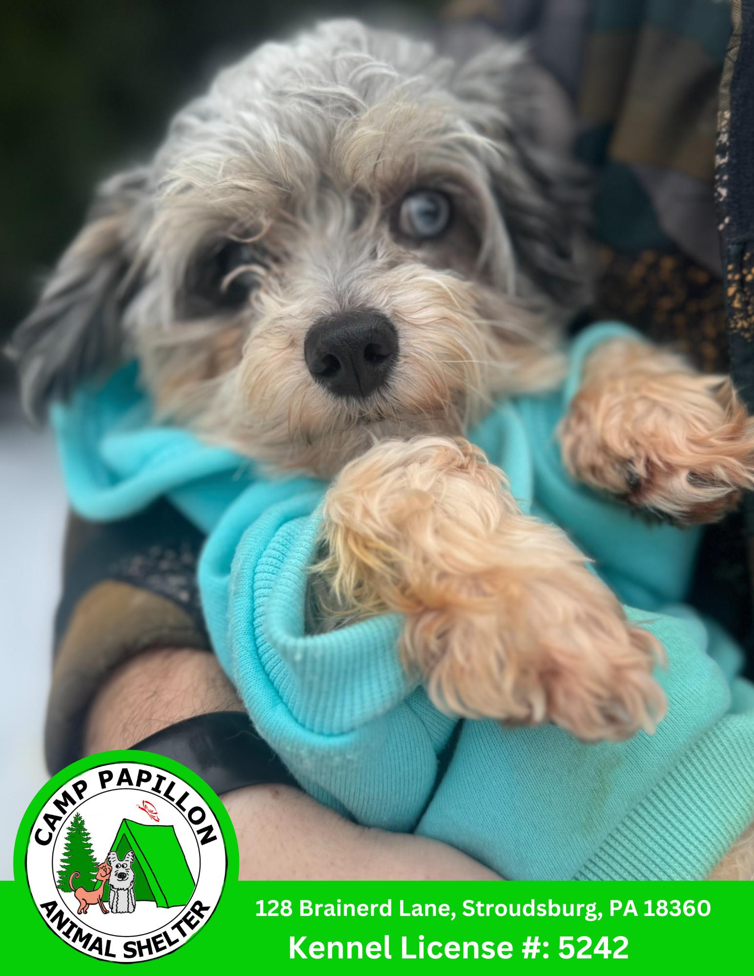 Quincy, Adoptable, Young Male Maltese & Yorkshire Terrier.