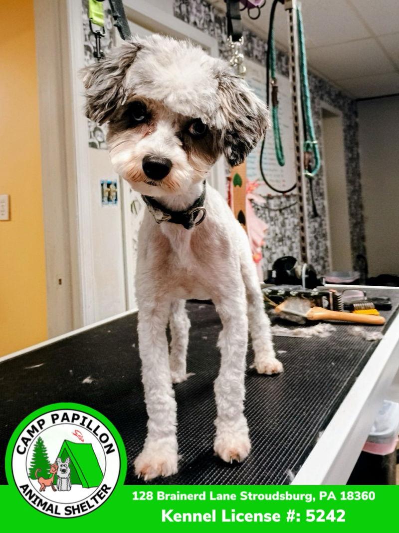 Enlarge Quincy, a Adoptable mixed breed in Stroudsburg, PA image 2/2