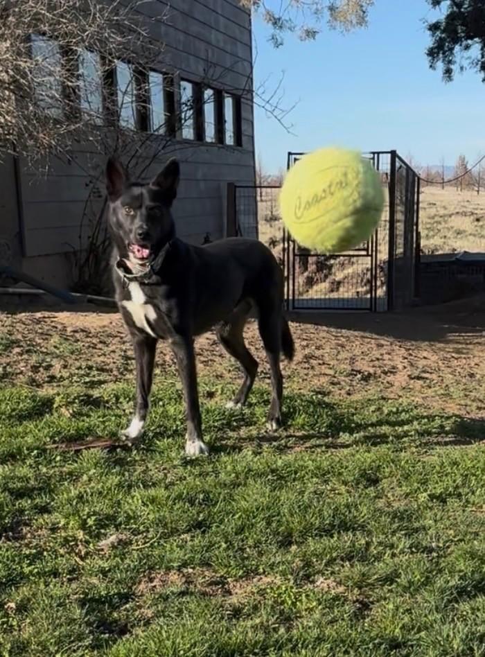 Bobby White Sox's, a ADOPTABLE mixed breed in Madras, OR image 1/4
