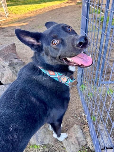 Bobby White Sox's, a ADOPTABLE mixed breed in Madras, OR image 4/4