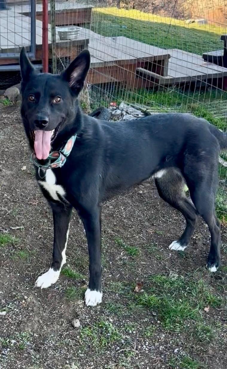 Bobby White Sox's, a ADOPTABLE mixed breed in Madras, OR image 3/4