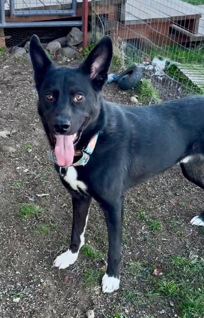 Bobby White Sox's, a ADOPTABLE mixed breed in Madras, OR image 2/4
