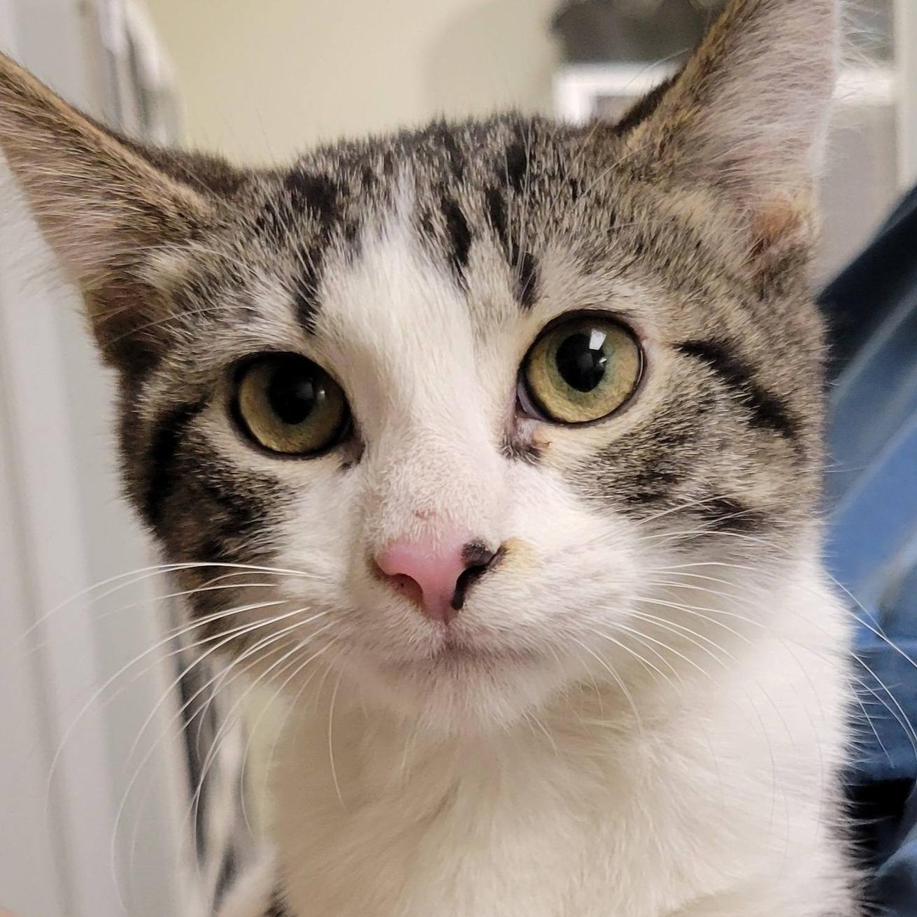 Enlarge Jacobi, an adopted Domestic Short Hair in Mazon, IL image 1/1