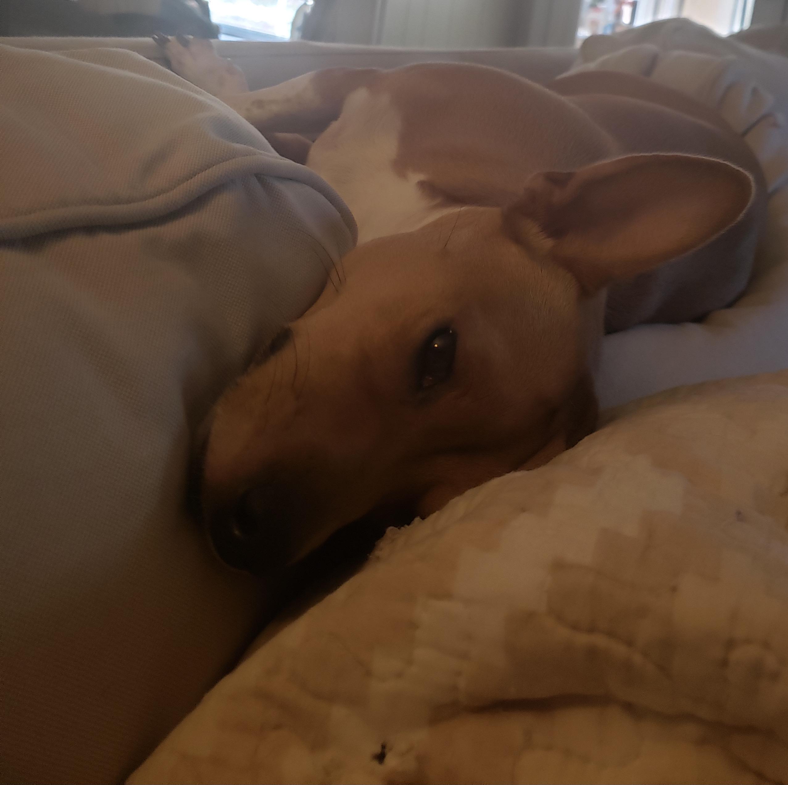 Roxy photo 4
