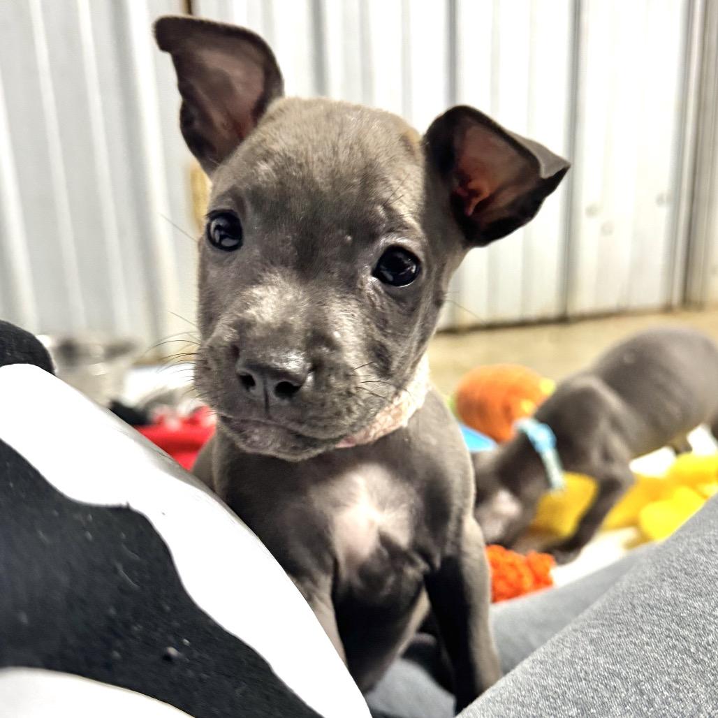 Ivy, Adoptable, Puppy Female Pit Bull Terrier.