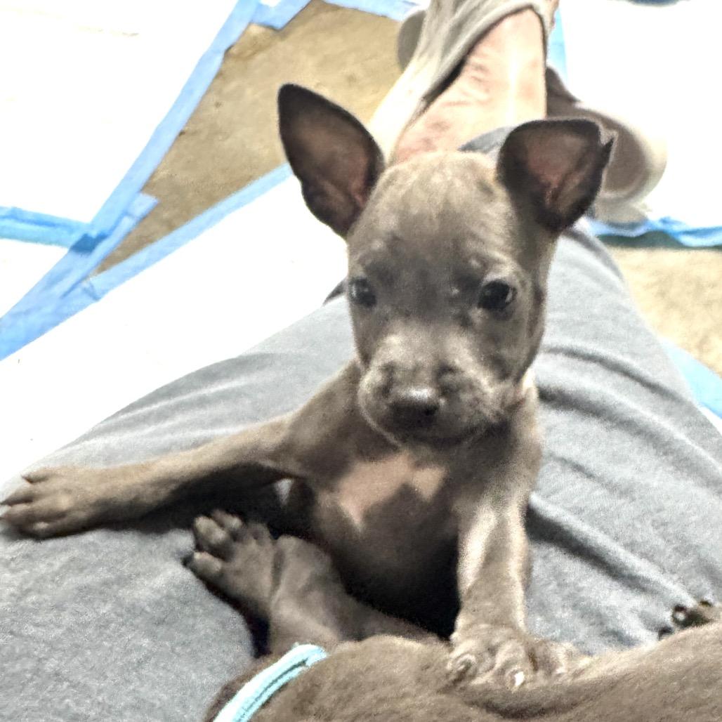 Enlarge Ivy, a Adoptable Pit Bull Terrier in Pinson, TN image 3/3