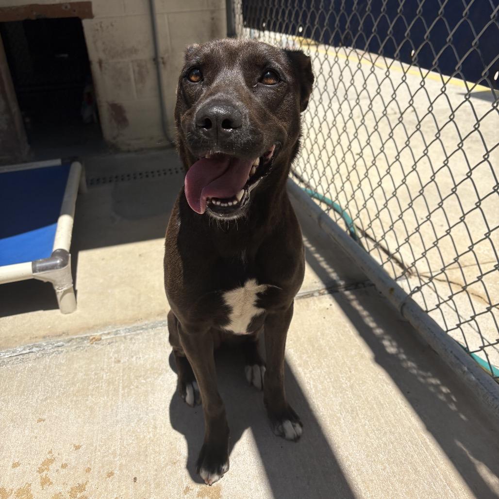 Sugarplum 28538, Adoptable, Adult Female Mixed Breed.