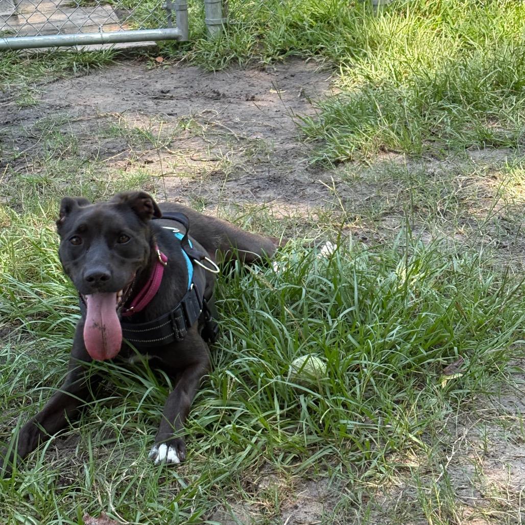 Sugarplum 28538, a Adoptable Mixed Breed in Middleburg, FL image 2/4