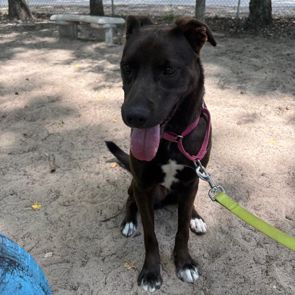 Enlarge Sugarplum 28538, a Adoptable Mixed Breed in Middleburg, FL image 2/2