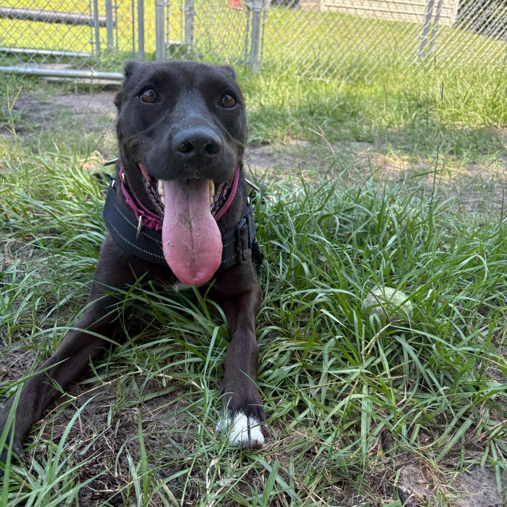 Sugarplum 28538, a Adoptable Mixed Breed in Middleburg, FL image 4/4