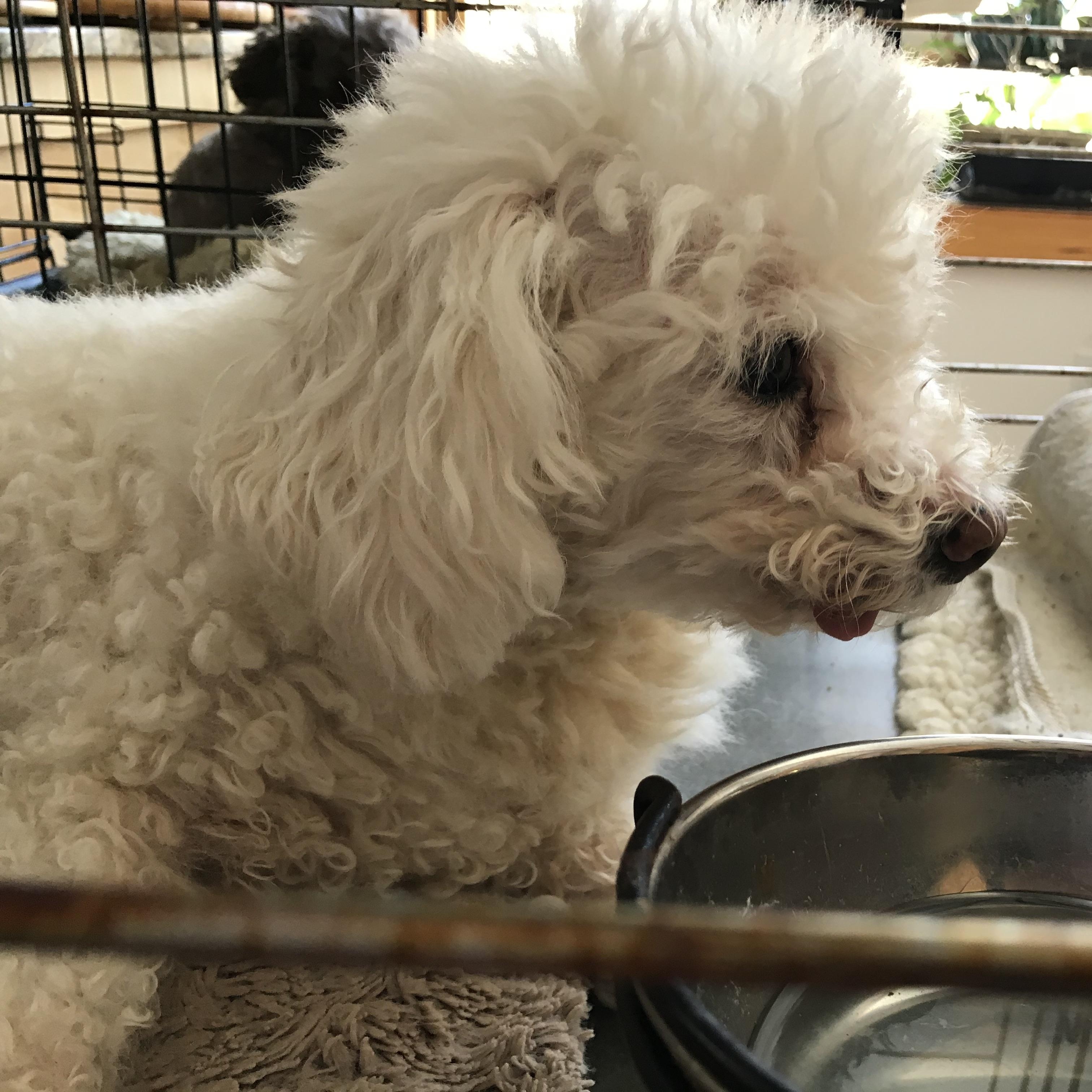 Enlarge Sadie (Bonded with Little Man), an adopted Bichon Frise in Somerville, MA image 1/4