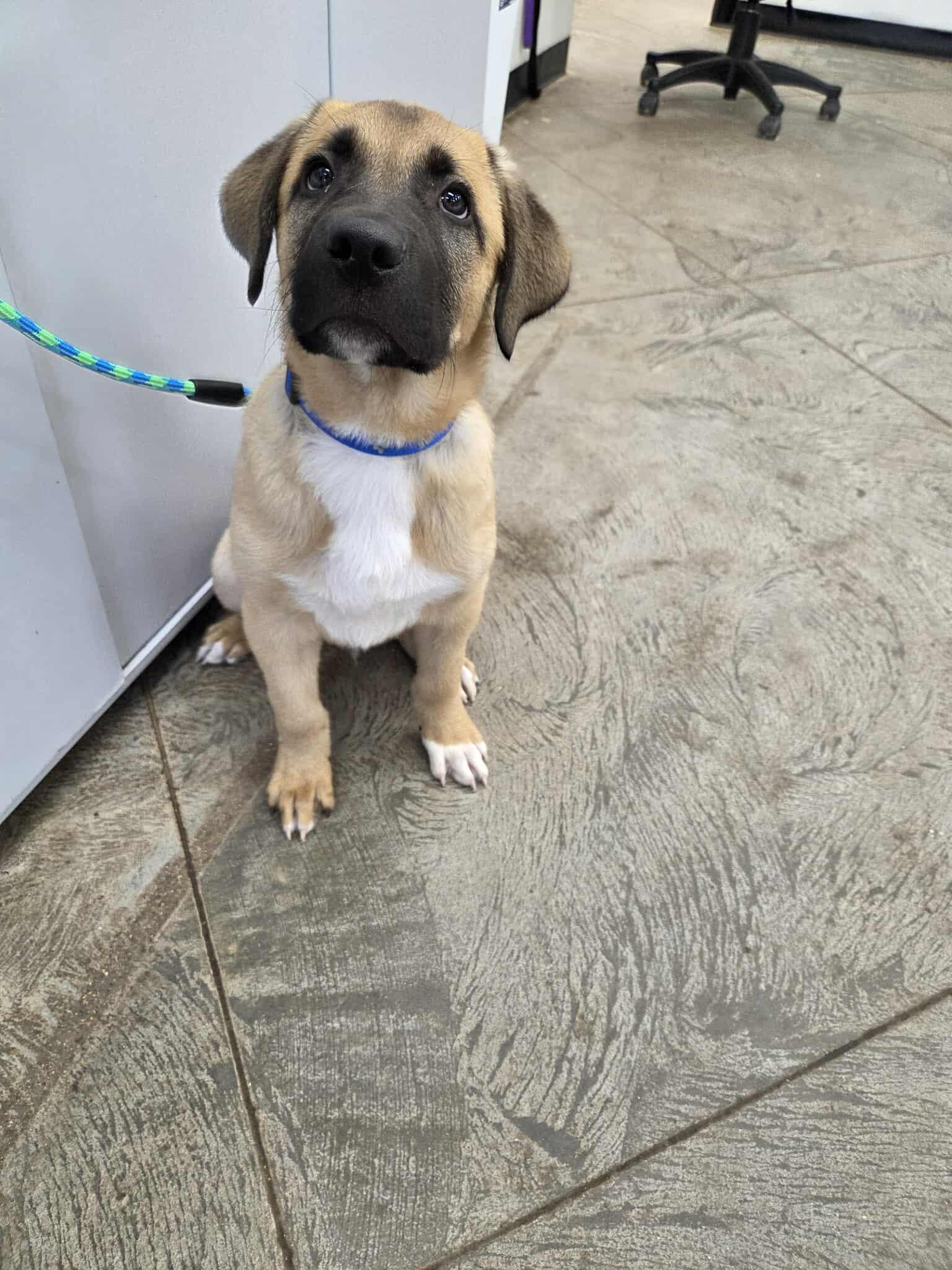 Tubbs, an adoptable Mixed Breed in Roosevelt, UT, 84066 | Photo Image 4