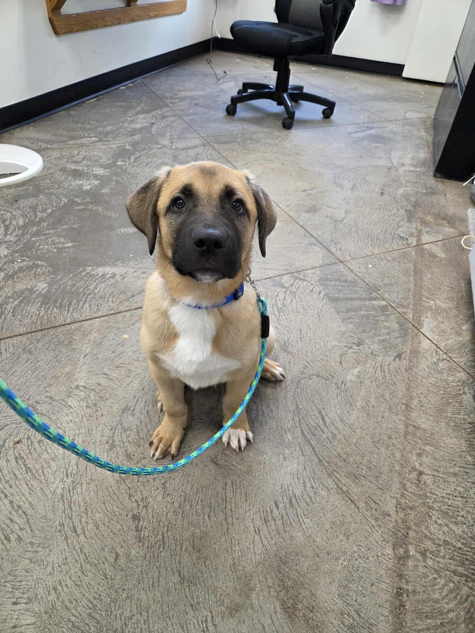 Tubbs, an adoptable Mixed Breed in Roosevelt, UT, 84066 | Photo Image 1