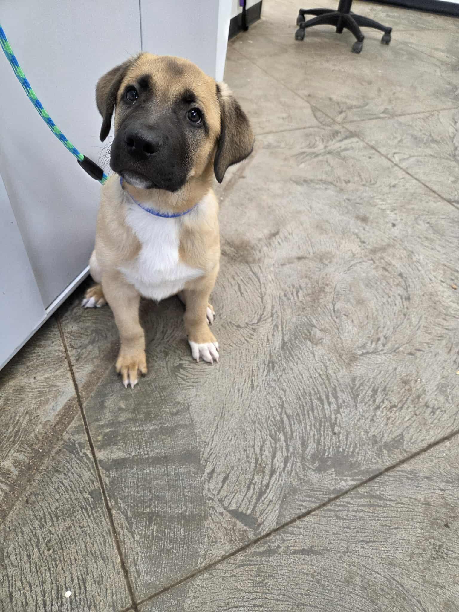 Tubbs, an adoptable Mixed Breed in Roosevelt, UT, 84066 | Photo Image 3