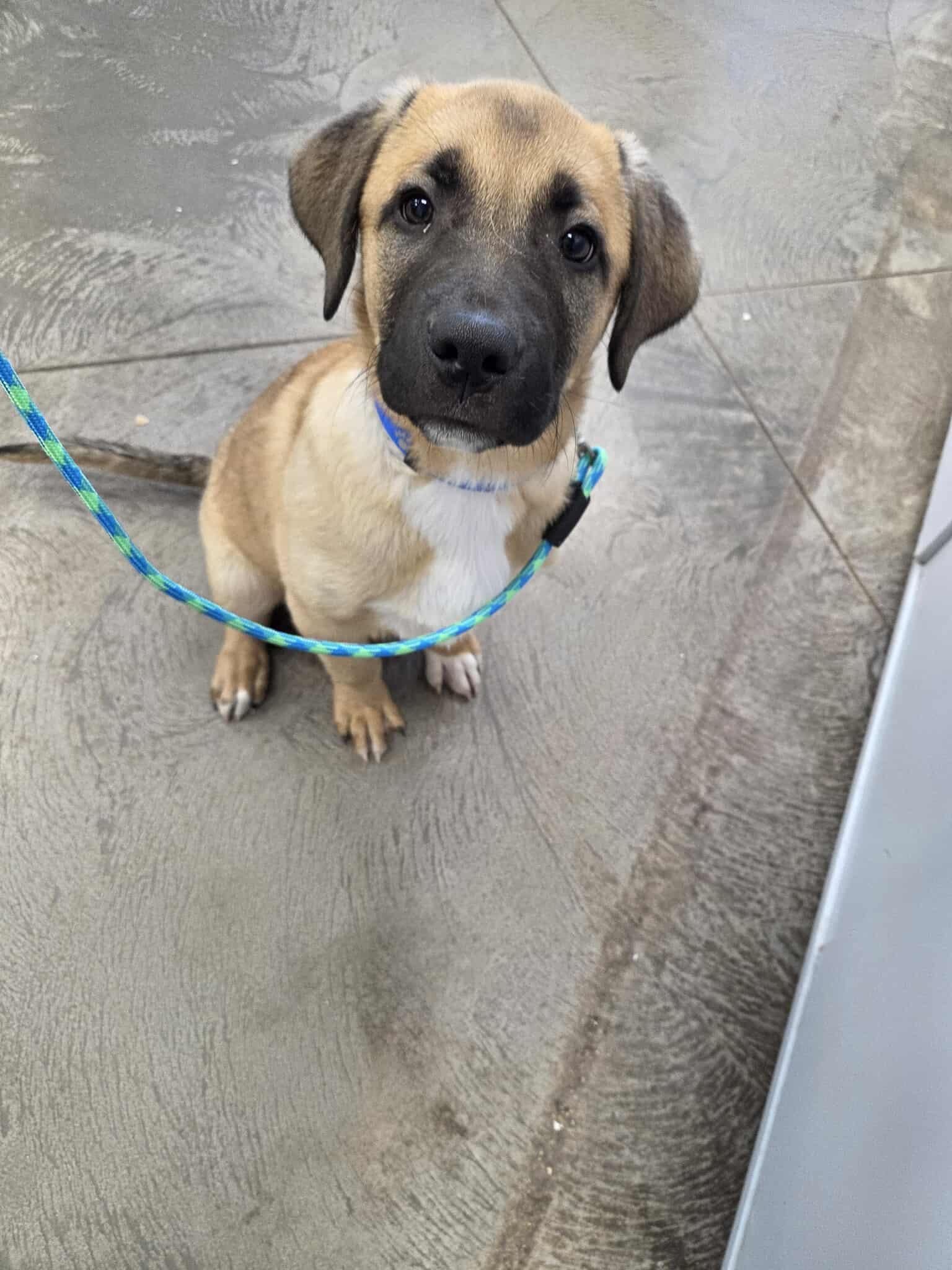 Tubbs, an adoptable Mixed Breed in Roosevelt, UT, 84066 | Photo Image 2