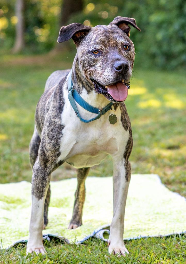 Hector *FOSTER NEEDED TOO!, Adoptable, Senior Male Staffordshire Bull Terrier & Mastiff.