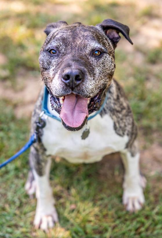 Hector *FOSTER NEEDED TOO!, Adoptable, Senior Male Staffordshire Bull Terrier & Mastiff.