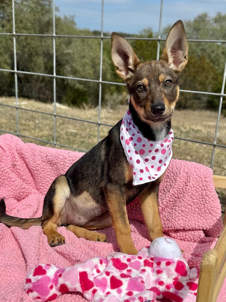 Mazie, a Adoptable Shepherd in Canyon Lake, TX image 1/3
