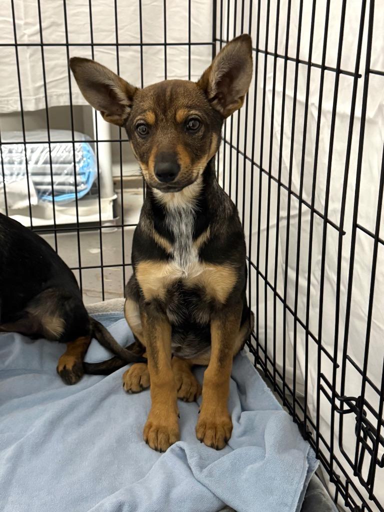 Mazie, a Adoptable Shepherd in Canyon Lake, TX image 2/3
