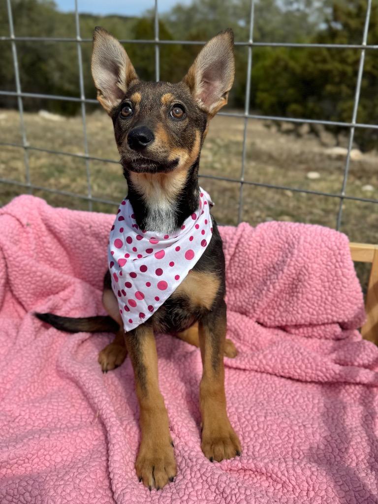 Mazie, a Adoptable Shepherd in Canyon Lake, TX image 3/3