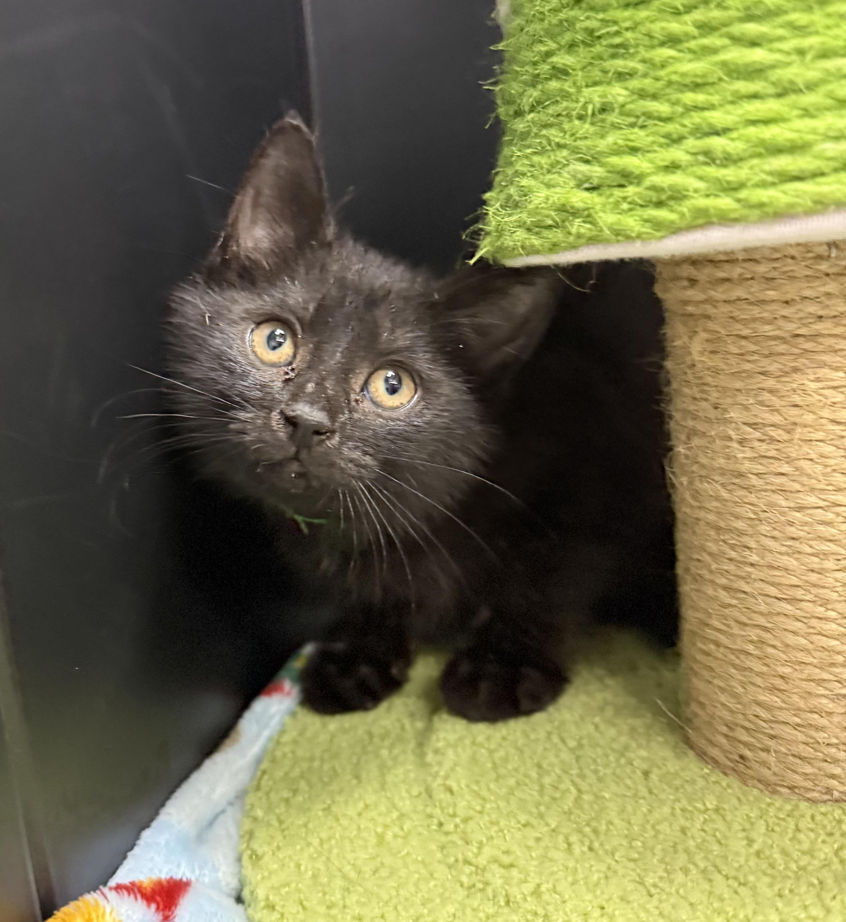 Enlarge Milo, a Adoptable Domestic Short Hair in Tavares, FL image 6/6