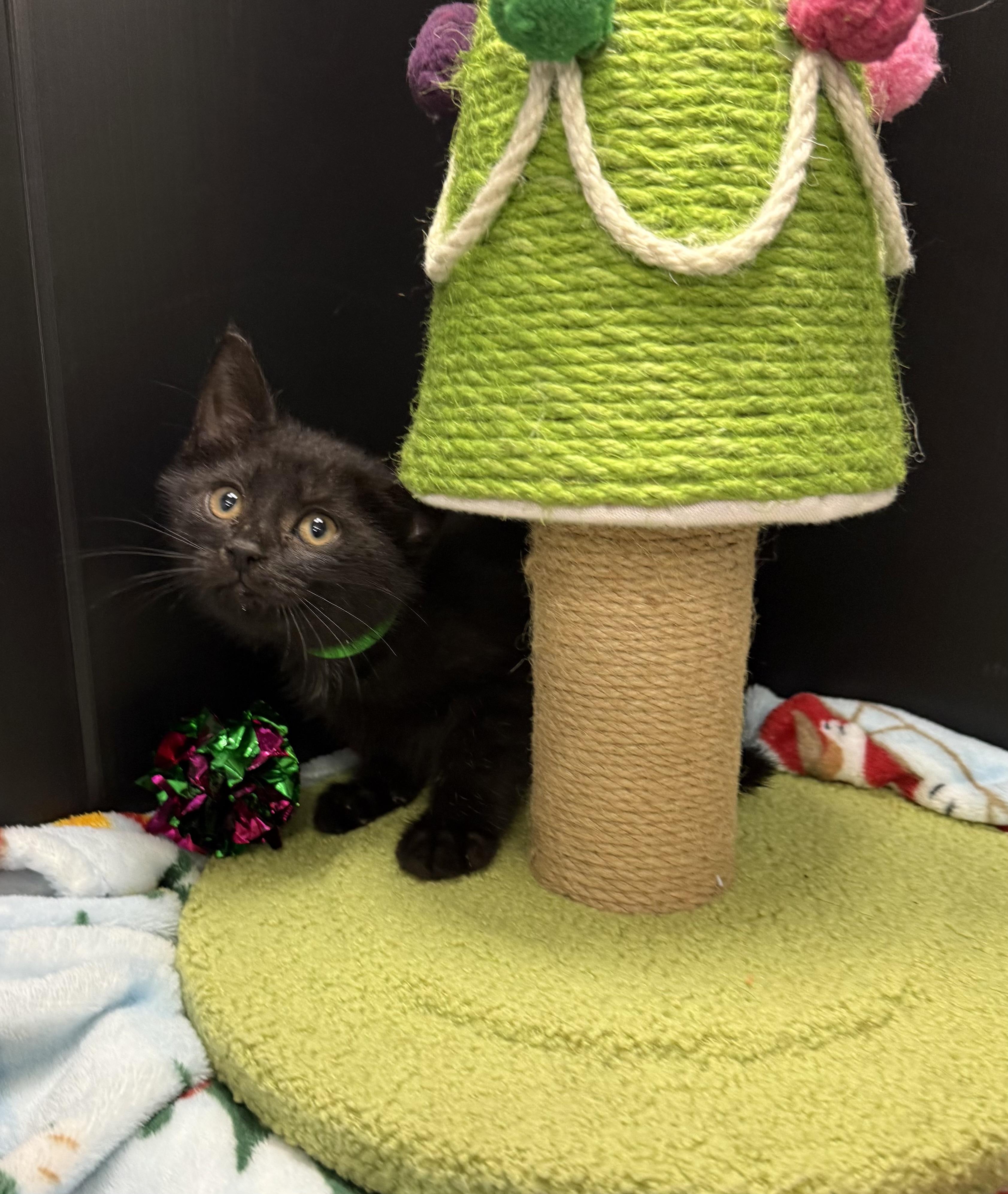 Enlarge Milo, a Adoptable Domestic Short Hair in Tavares, FL image 2/6