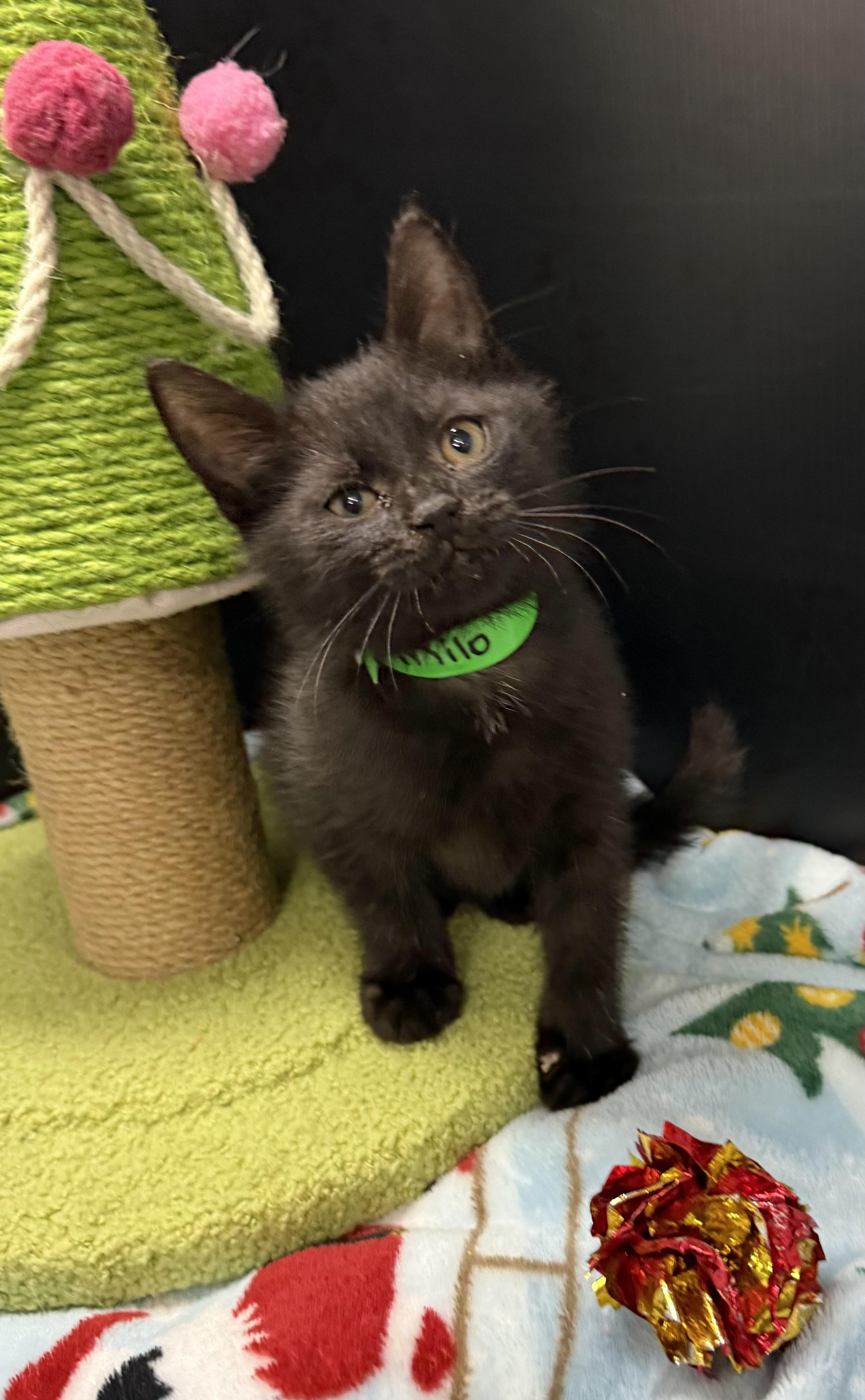Milo, Adoptable, Kitten Male Domestic Short Hair.