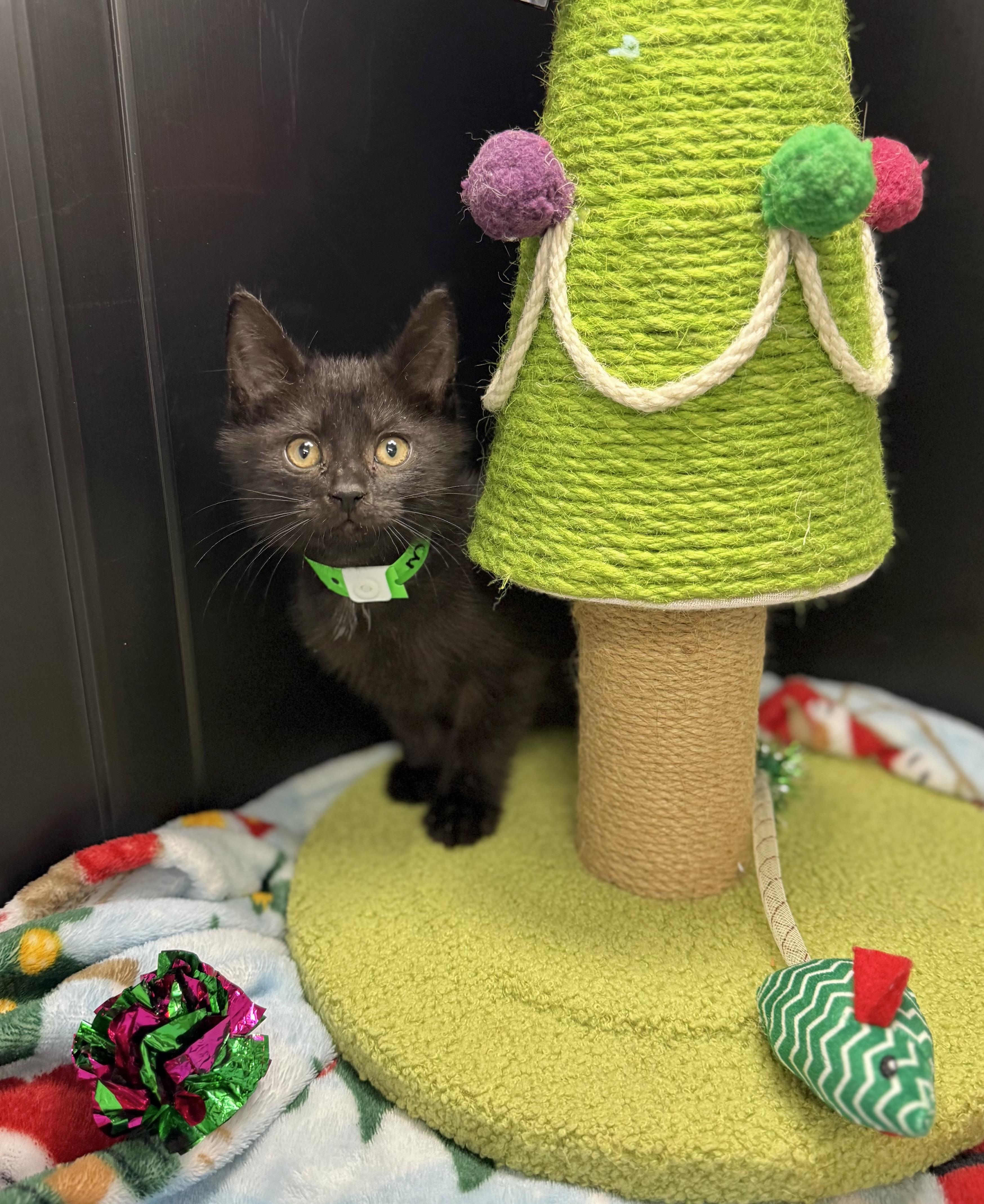 Enlarge Milo, a Adoptable Domestic Short Hair in Tavares, FL image 5/6