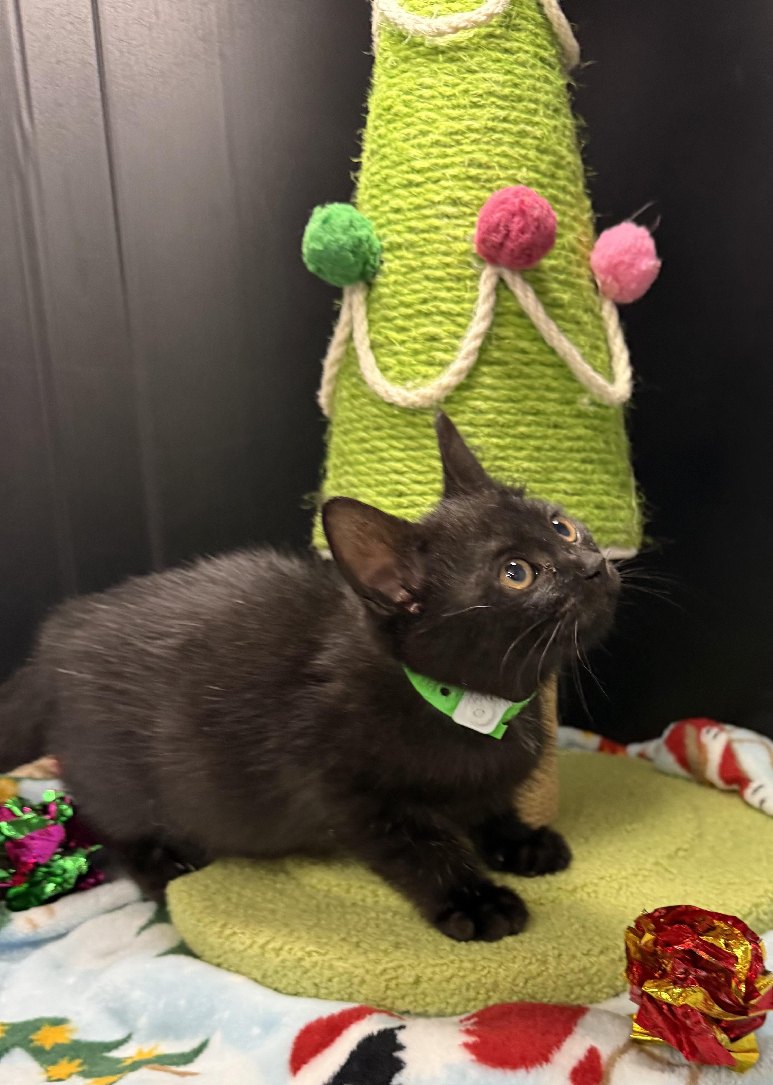 Enlarge Milo, a Adoptable Domestic Short Hair in Tavares, FL image 4/6