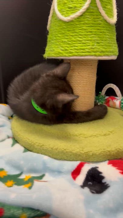 Enlarge Milo, a Adoptable Domestic Short Hair in Tavares, FL video 3/6