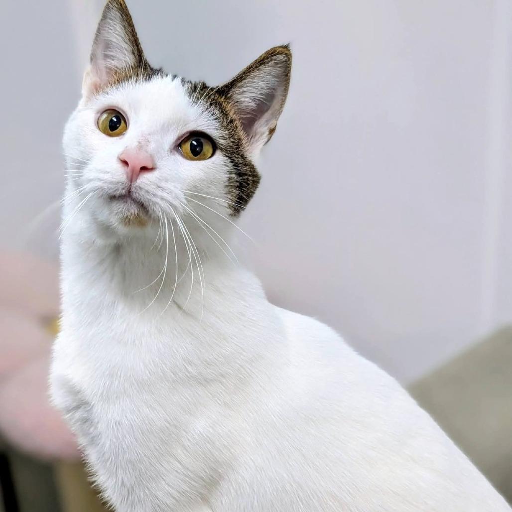 BB, Adoptable, Young Male Domestic Short Hair.