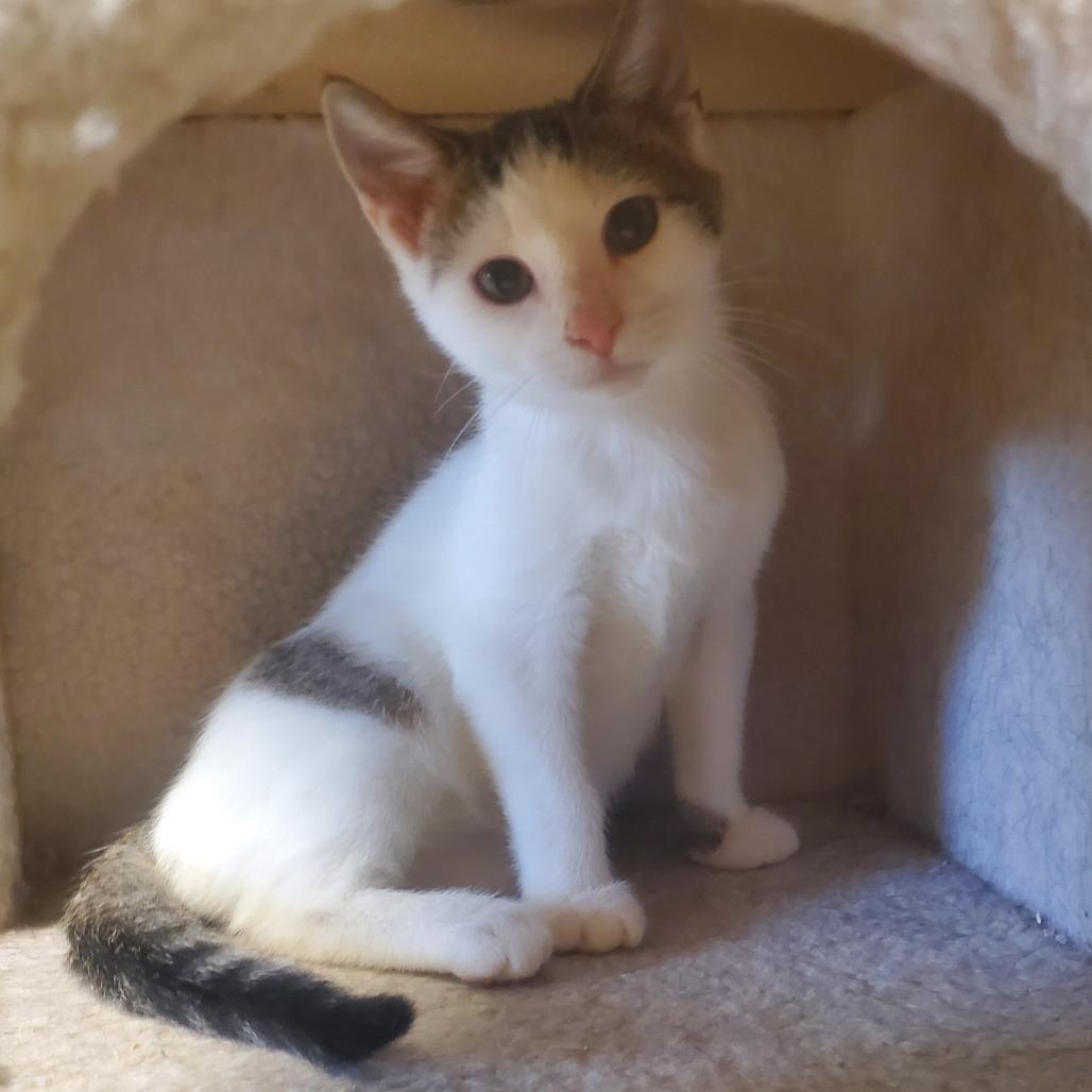 BB, Adoptable, Young Male Domestic Short Hair.