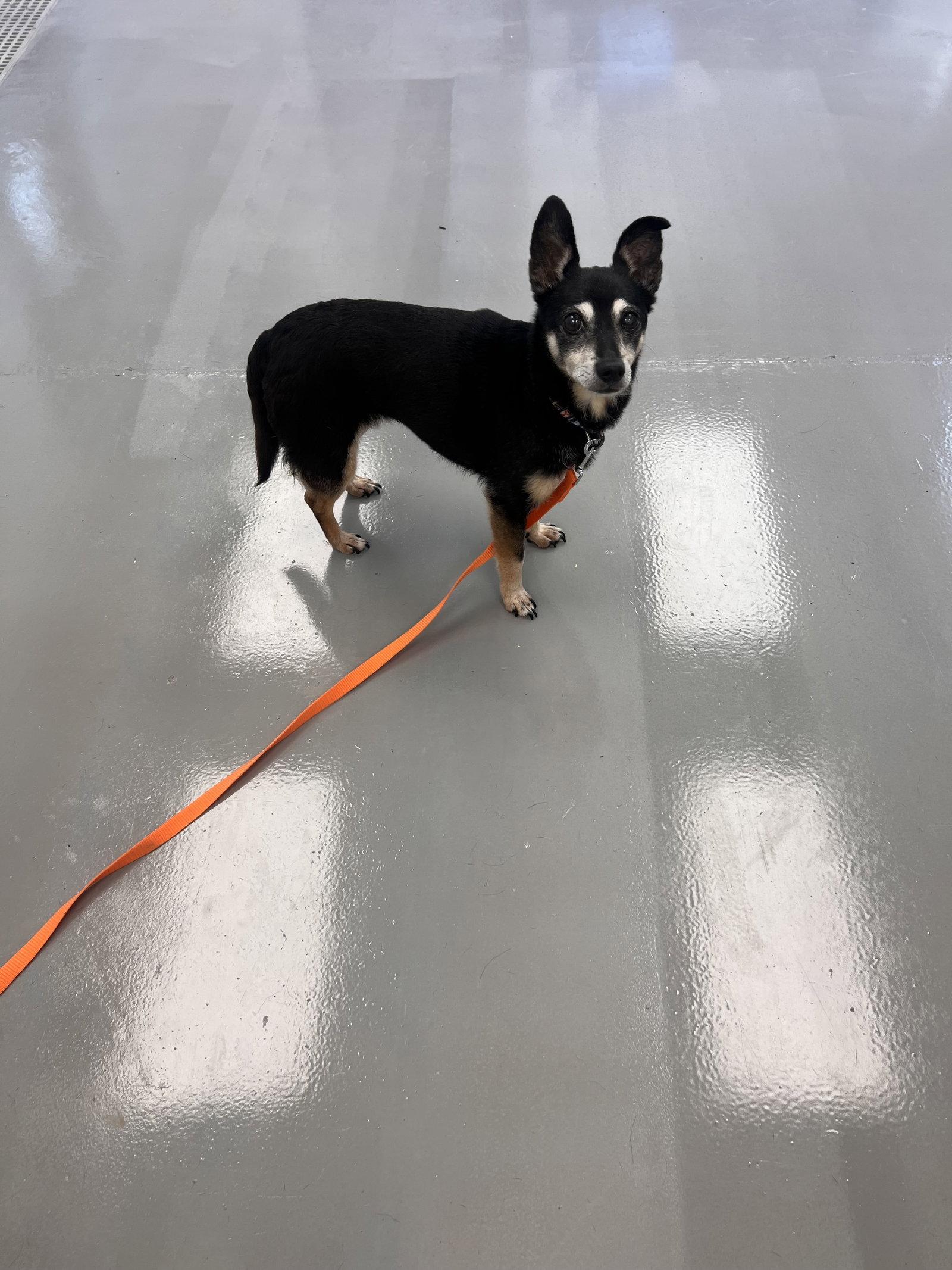 Enlarge Juicy, a Adoptable mixed breed in Georgetown, KY image 1/2