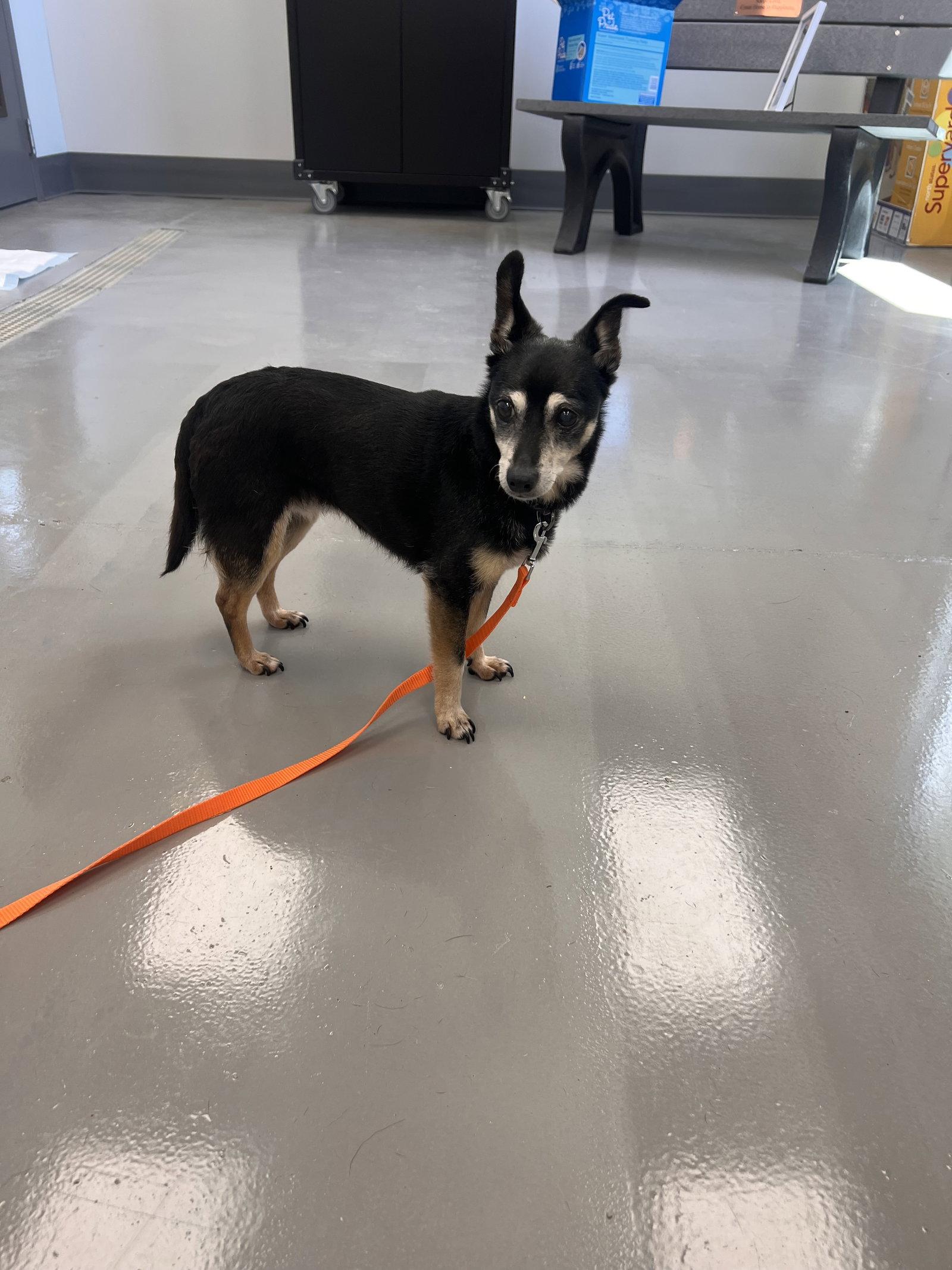 Enlarge Juicy, a Adoptable mixed breed in Georgetown, KY image 2/2