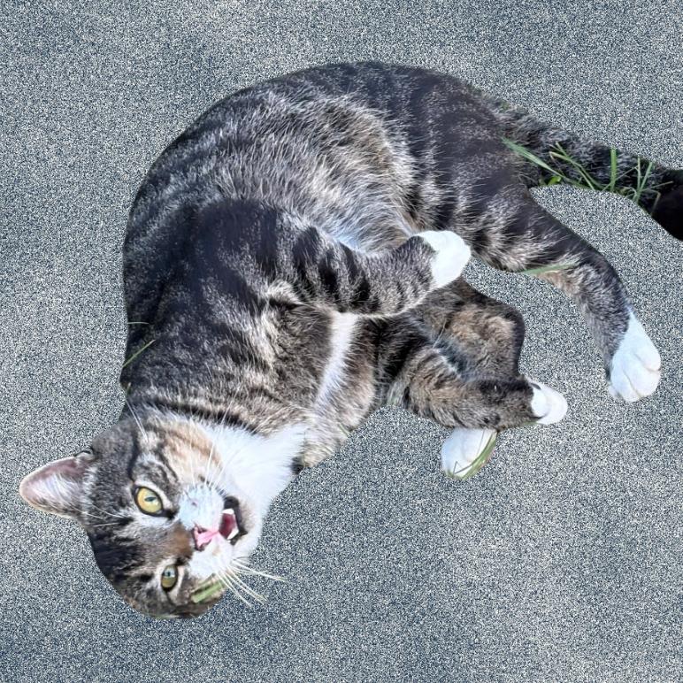 Cheeks, Adoptable, Adult Male Domestic Short Hair.