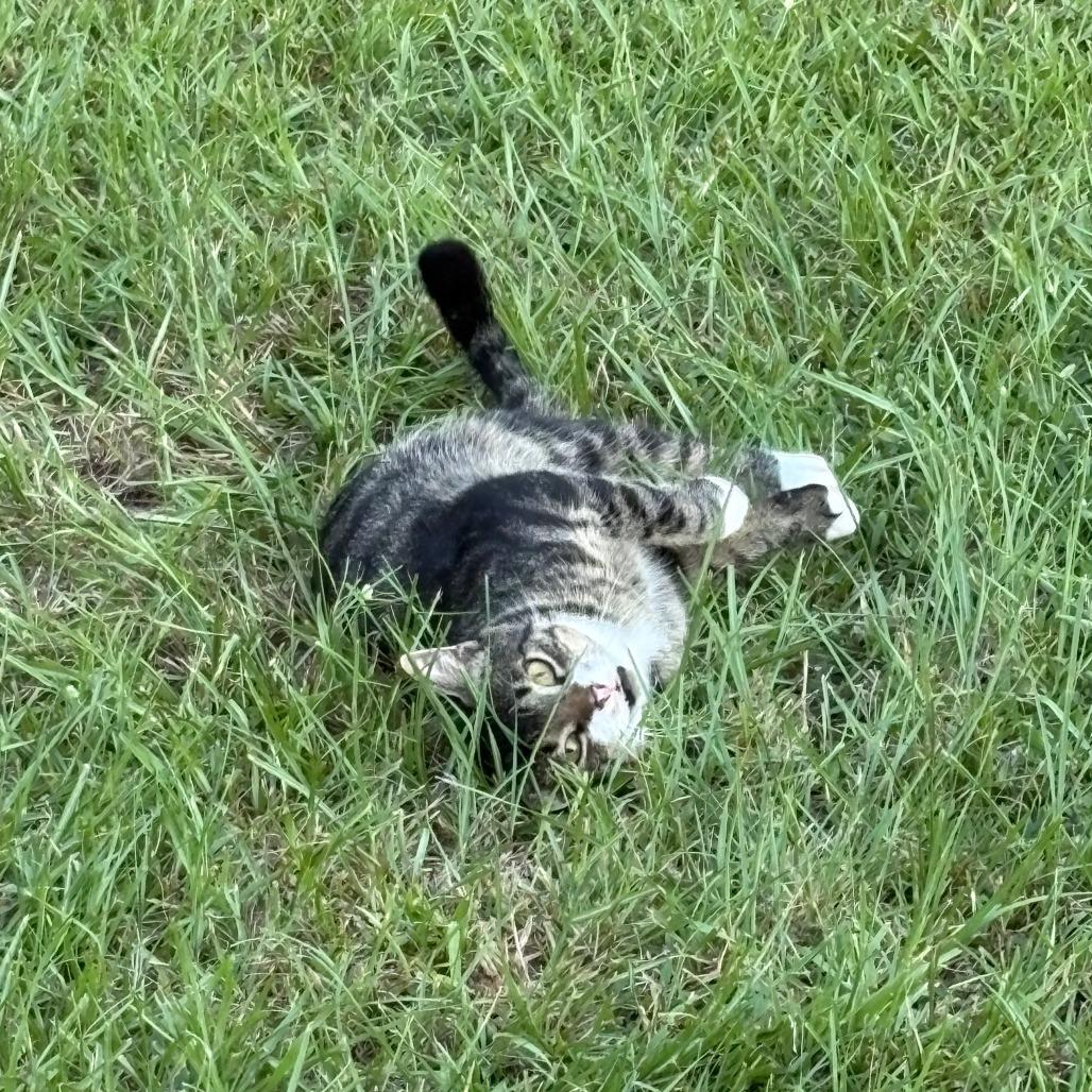 Enlarge Cheeks, a Adoptable Domestic Short Hair in Donalsonville, GA image 2/4