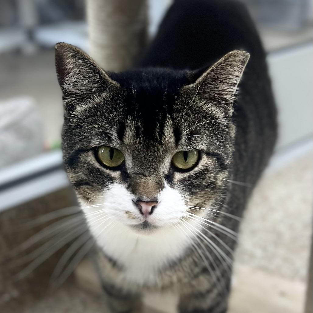 Enlarge Cheeks, a Adoptable Domestic Short Hair in Donalsonville, GA image 3/5