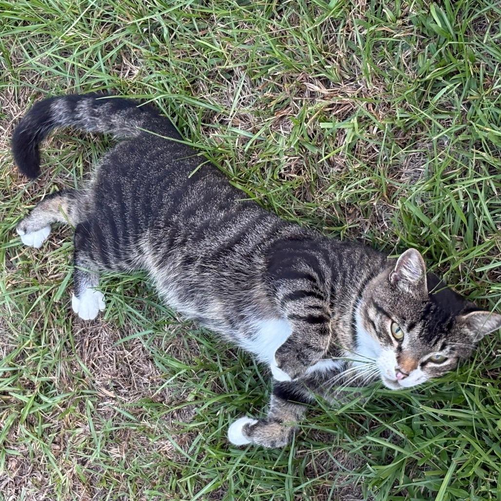 Enlarge Cheeks, a Adoptable Domestic Short Hair in Donalsonville, GA image 4/4