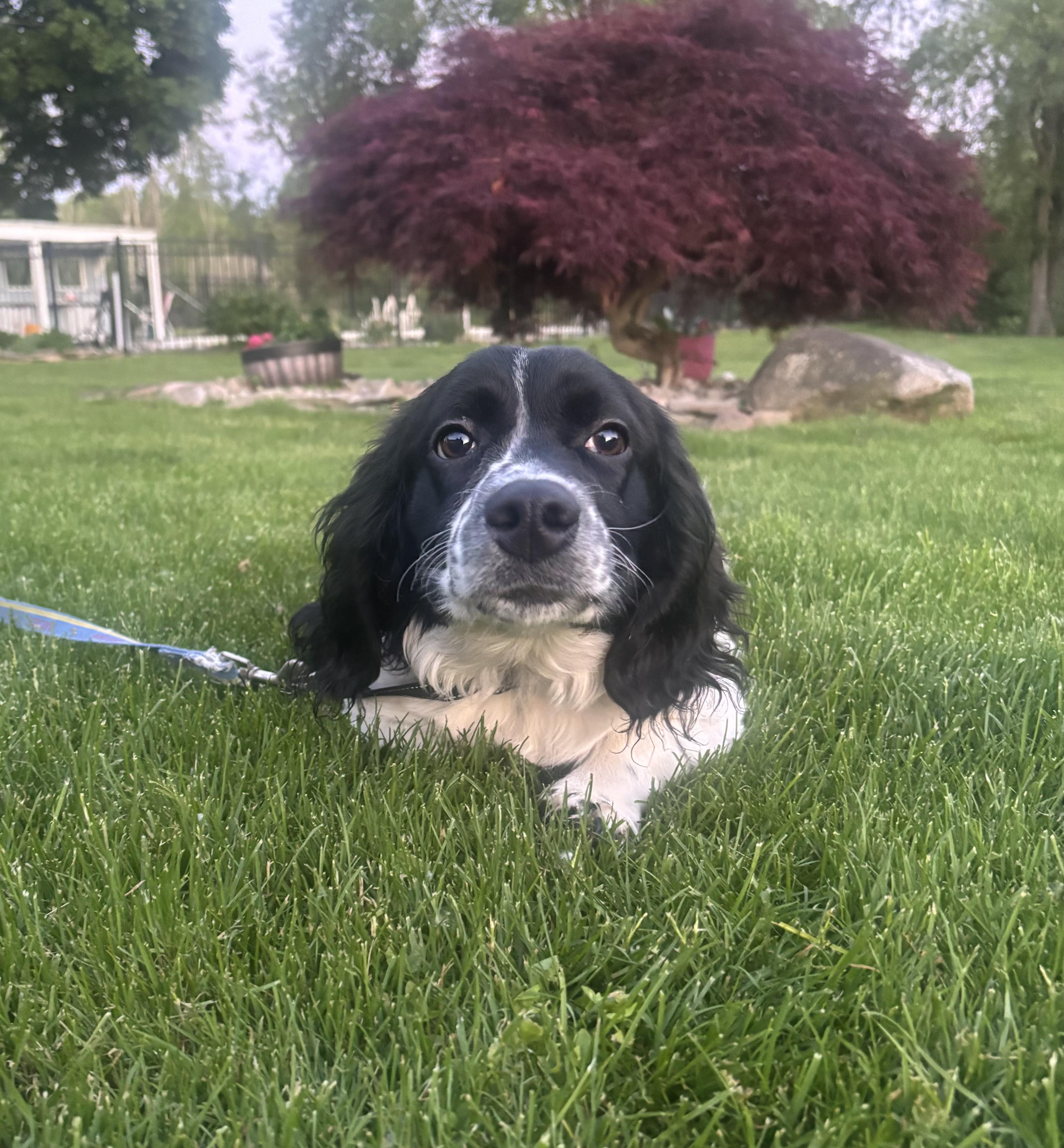Dapper, a Adoptable mixed breed in CHURCHVILLE, NY image 2/2