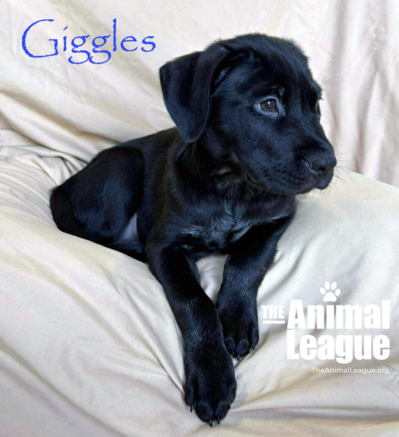 Enlarge Giggles, a ADOPTABLE mixed breed in Groveland, FL image 3/5